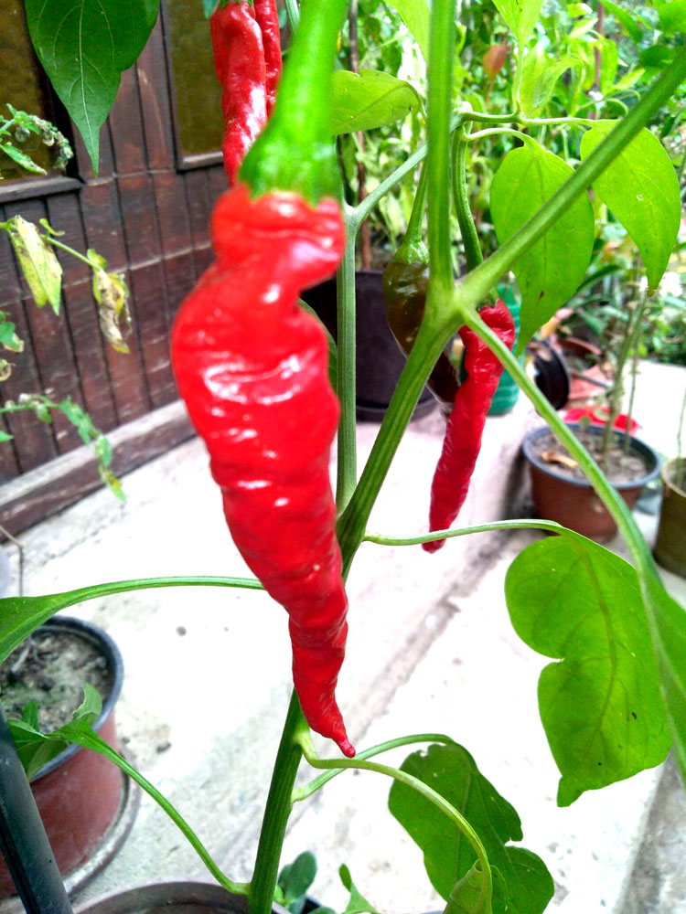 087 Kajenski CIli 02