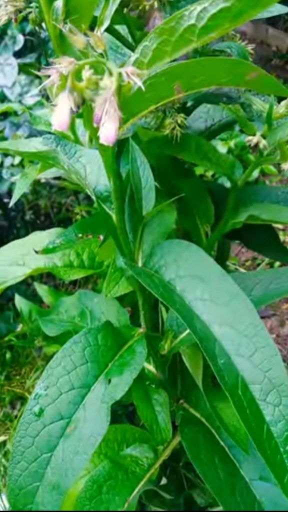 Lekovita biljka Gavez