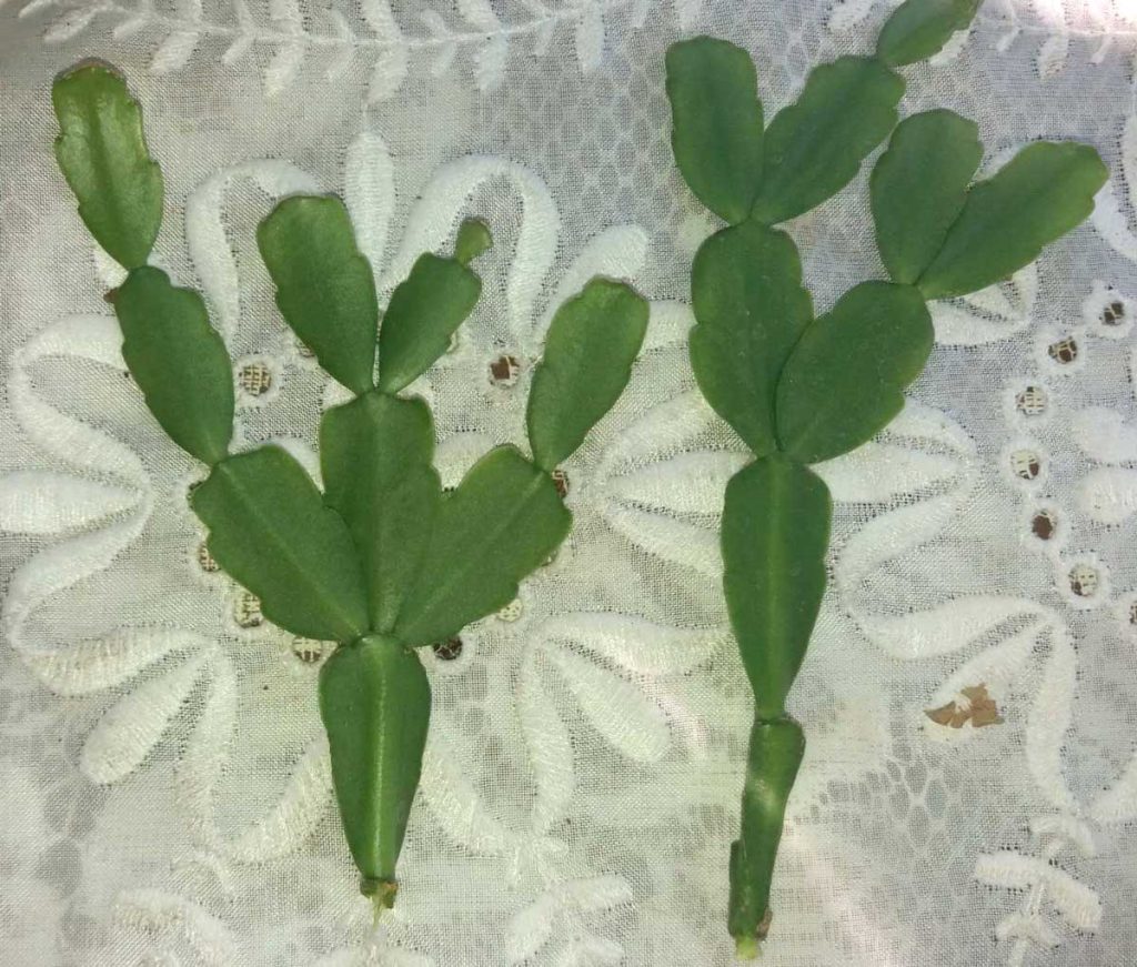 Bozicni Kaktus Ne diraj me pelcer