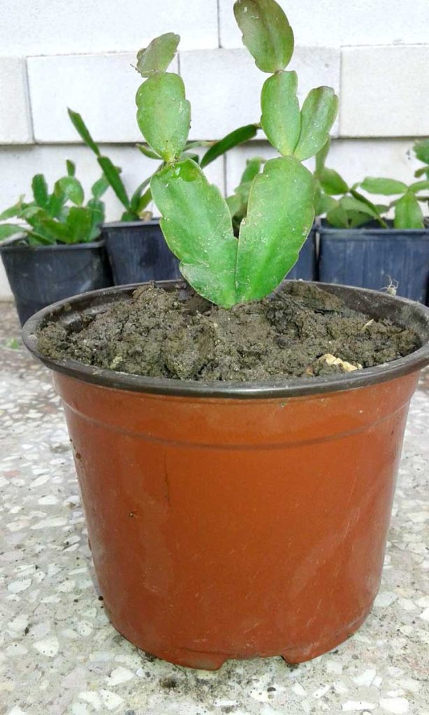 Bozicni Kaktus 01 pobodeni pelcer