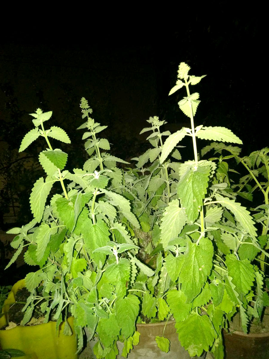 MACINA TRAVA - Nepeta Cataria SEME 1 MACINA TRAVA - Nepeta Cataria SEME