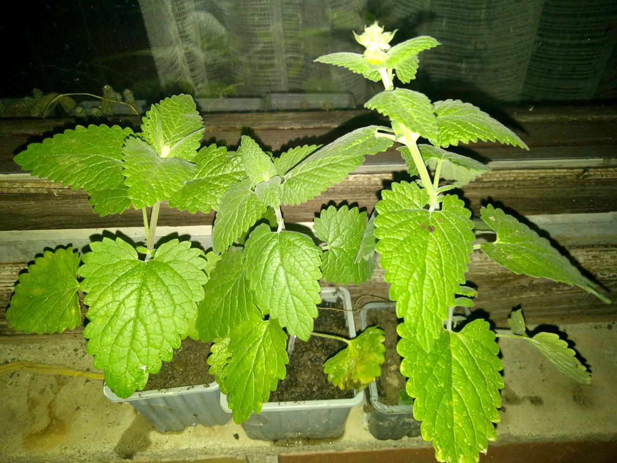 MACINA TRAVA - Nepeta Cataria SEME 2 MACINA TRAVA - Nepeta Cataria SEME - Slika 2