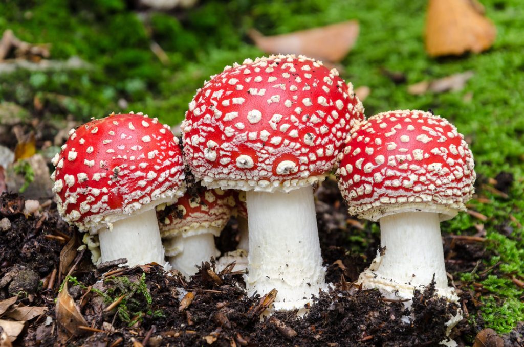 amanita muscaria
