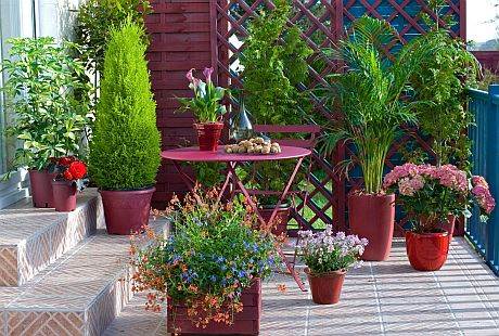 drvenaste biljke u vrtu