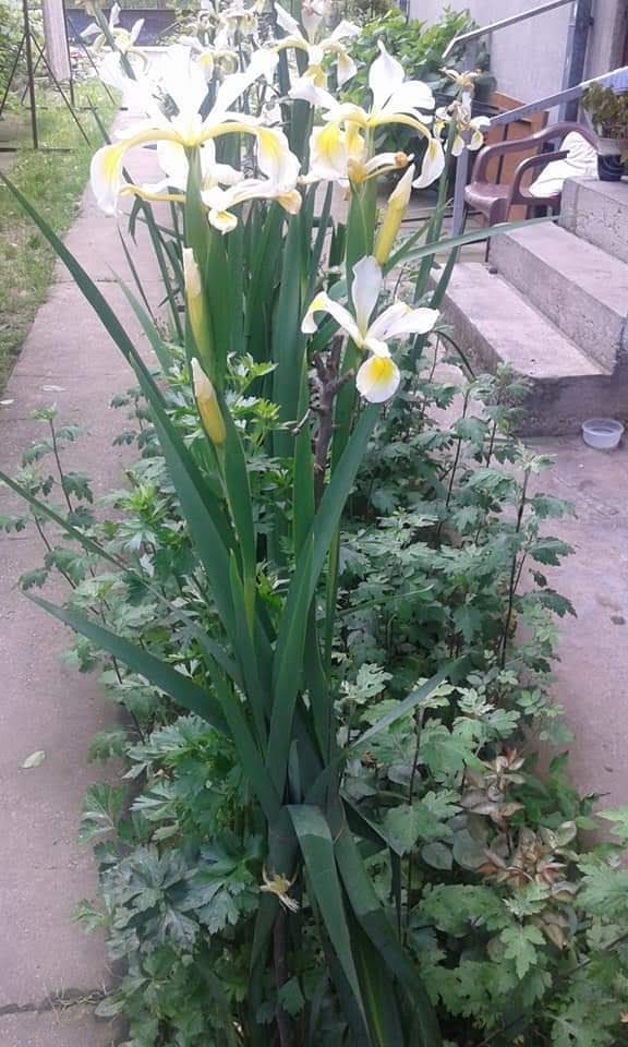 Cvetna leja visegodisnjeg sibirskog irisa