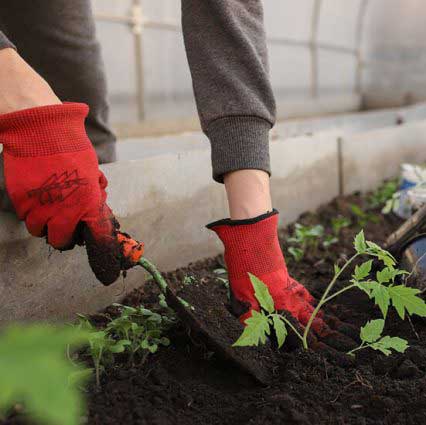 Gajenje Negovanje Cveca