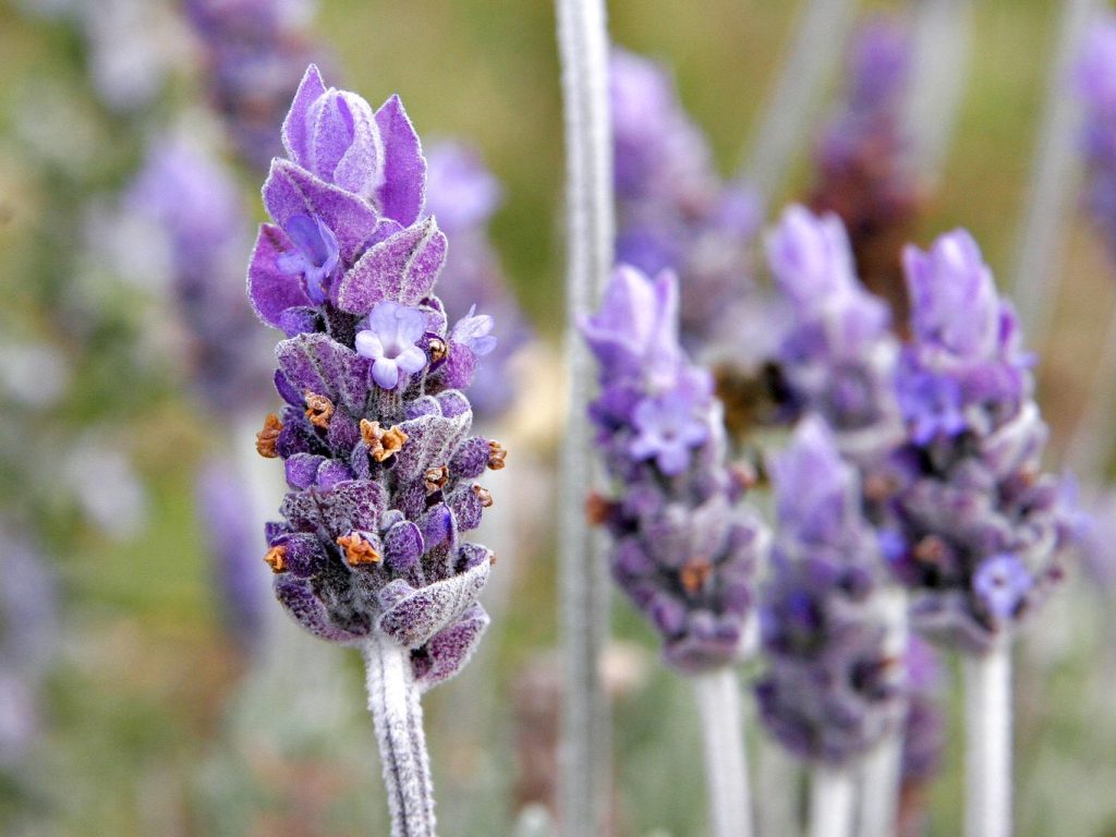 Lavanda Single lavender flower02