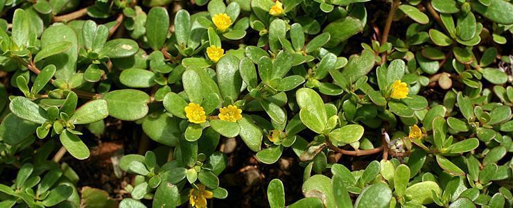 Portulaca oleracea