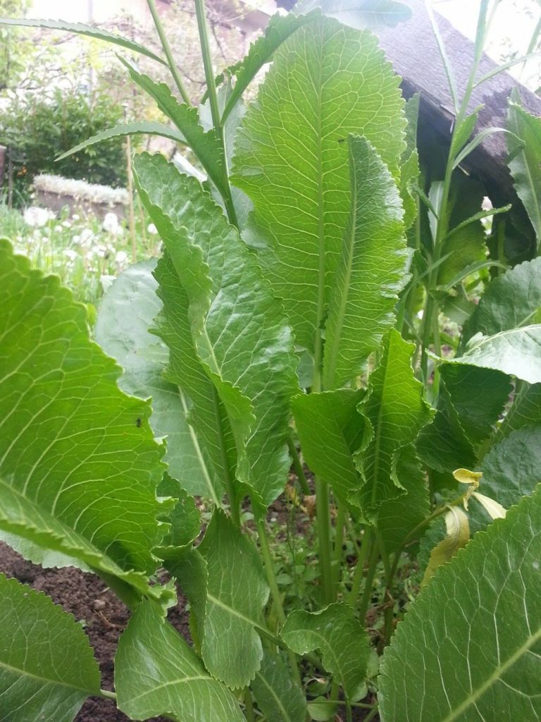 REN ili hren (Armoracia lapathifolia) - BILJKA VREDNA TEŽINE ZLATA 1 List rena