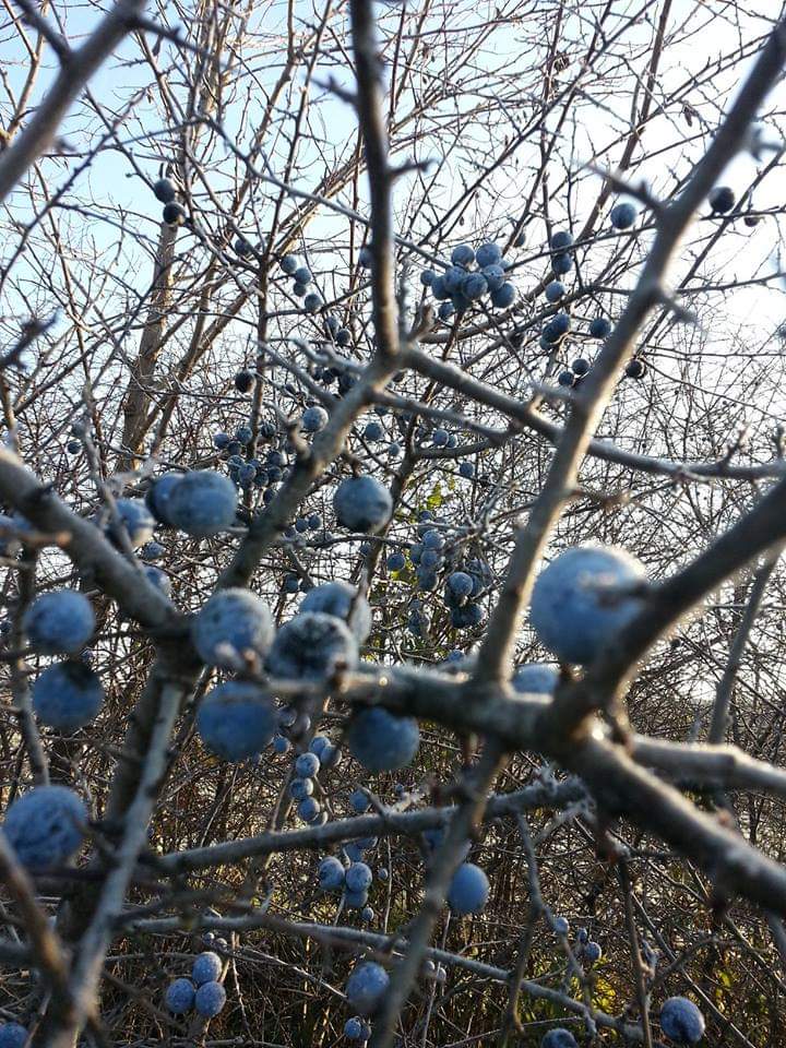 Trnjina posle prvog mraza