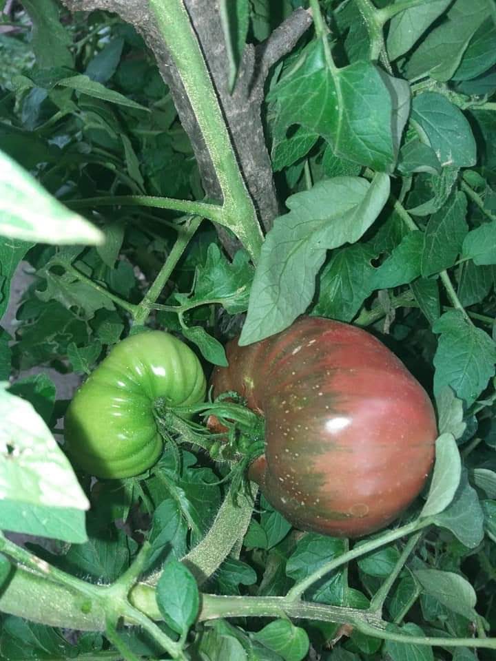 Biljka protiv starenja - PARADAJZ 8 ruski black krim