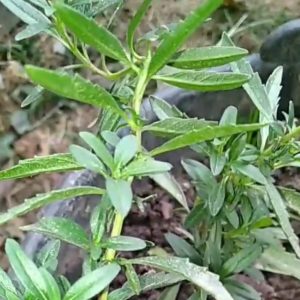 Seme Miloduha ili Izopa (Hyssopus offivinalis)