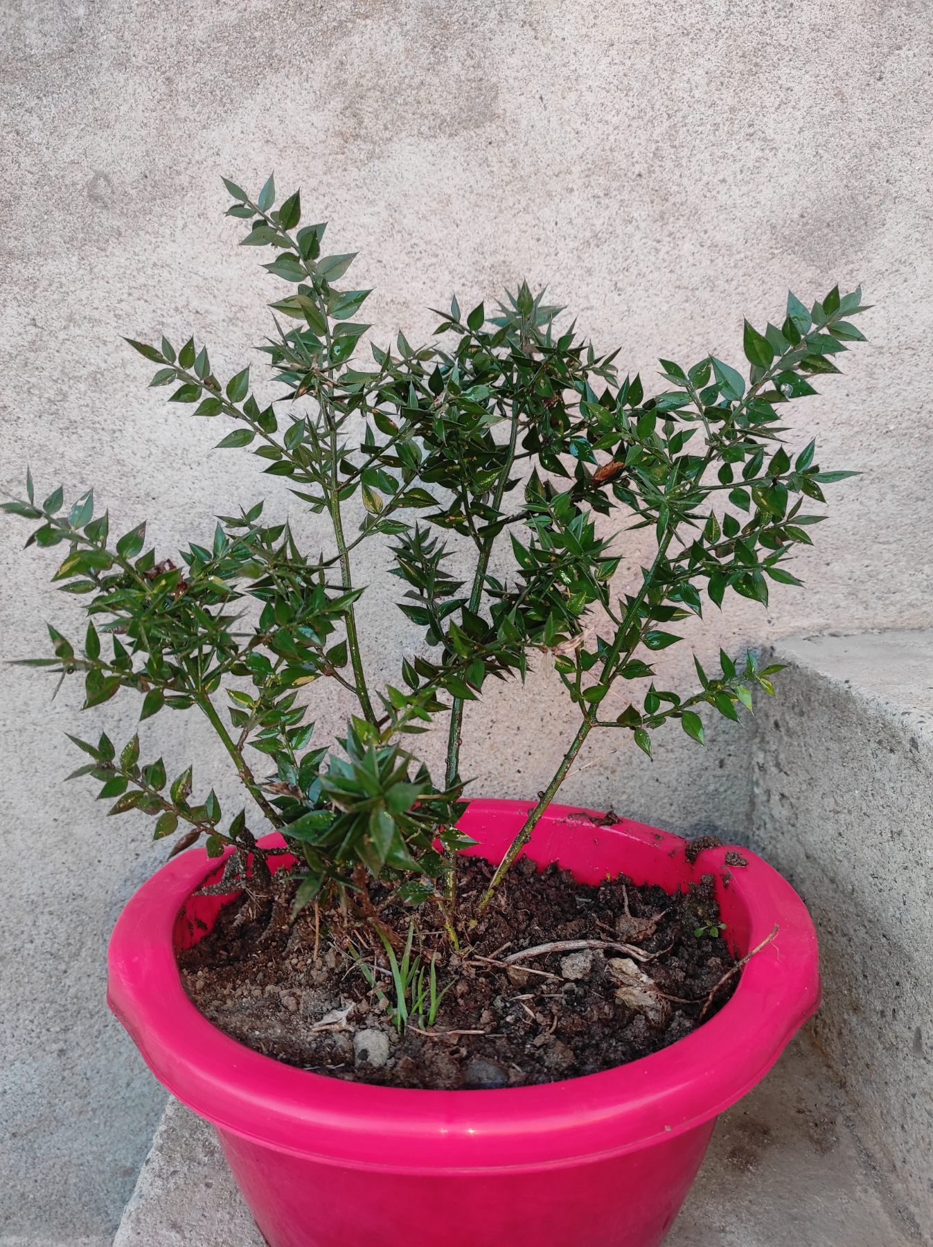 Veprina ili bodljikava veprina (Ruscus aculeatus) 1 Veprina ili bodljikava veprina (Ruscus aculeatus)