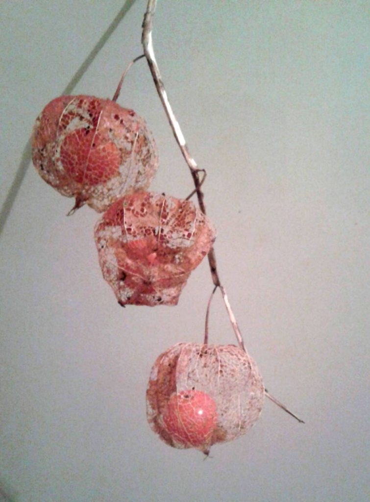 Plod spreman za branje kada crveni omotač postane mrežast