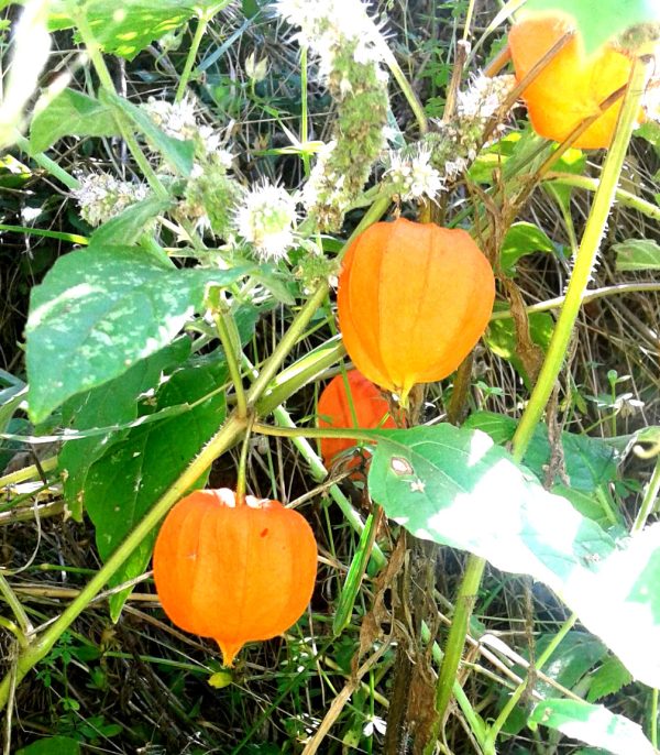 Opna ploda ljoska u prirodi