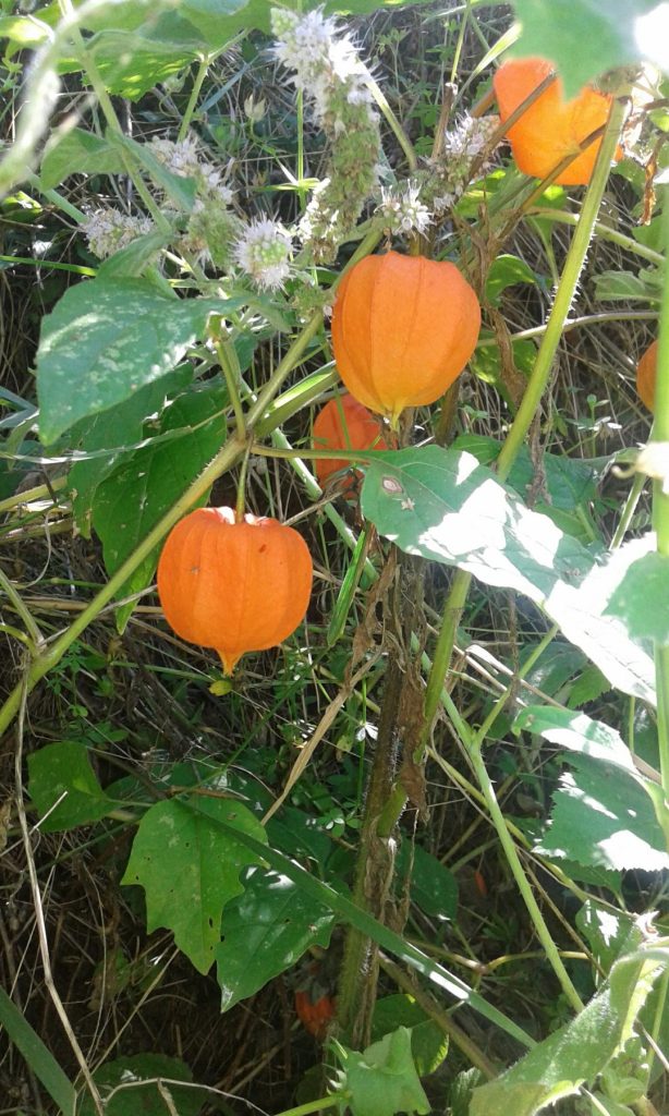 Opna ploda ljoska u prirodi