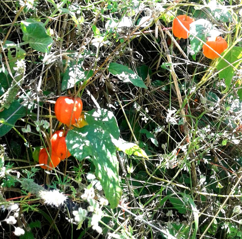 Opna ploda ljoska u prirodi.