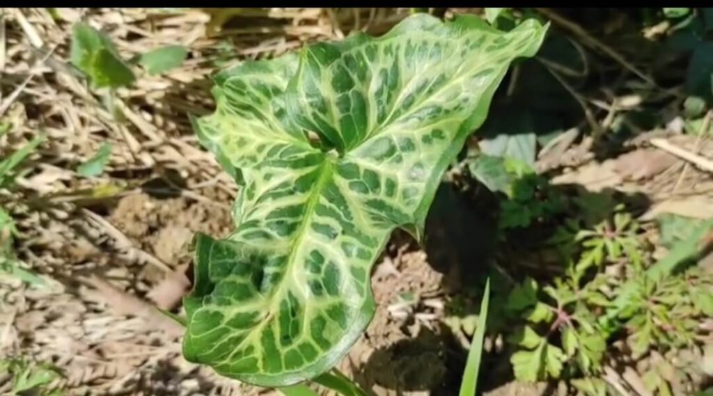 List kozlaca u prirodi