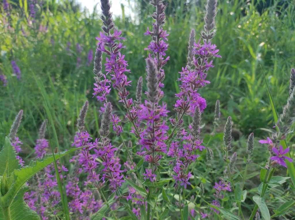 Potočnjak ili vrbica u polju