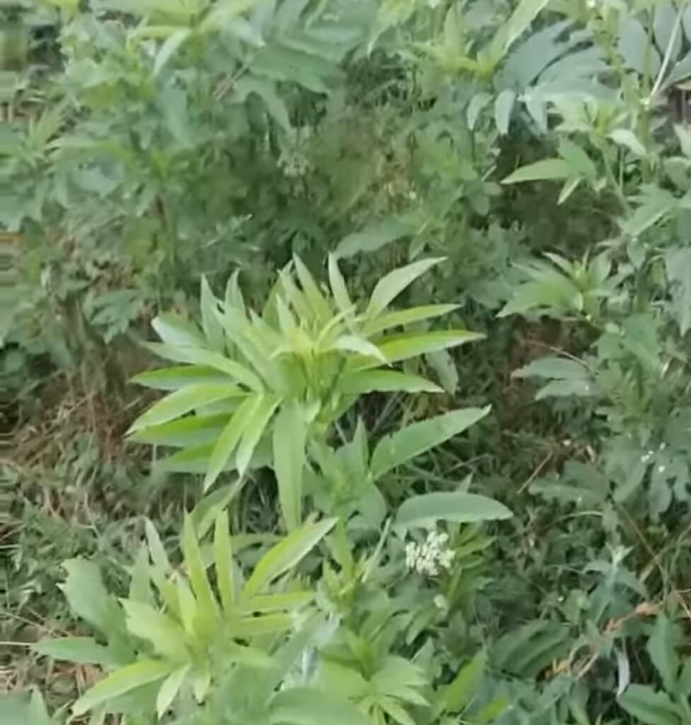 BURJAN ILI APTOVINA - SMRDLJIVA BILJKA ZA REUMU, OPSTIPACIJU, PREZNOJAVANJE 1 BURJAN ILI APTOVINA