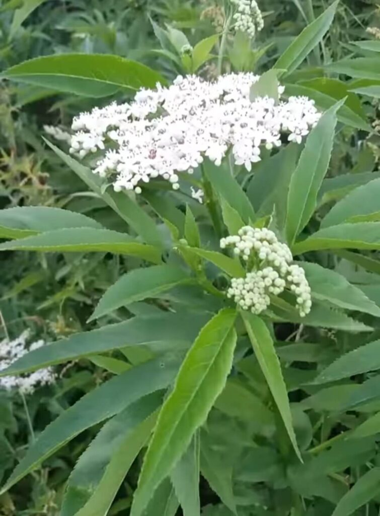 BURJAN ILI APTOVINA u cvetu u bašti