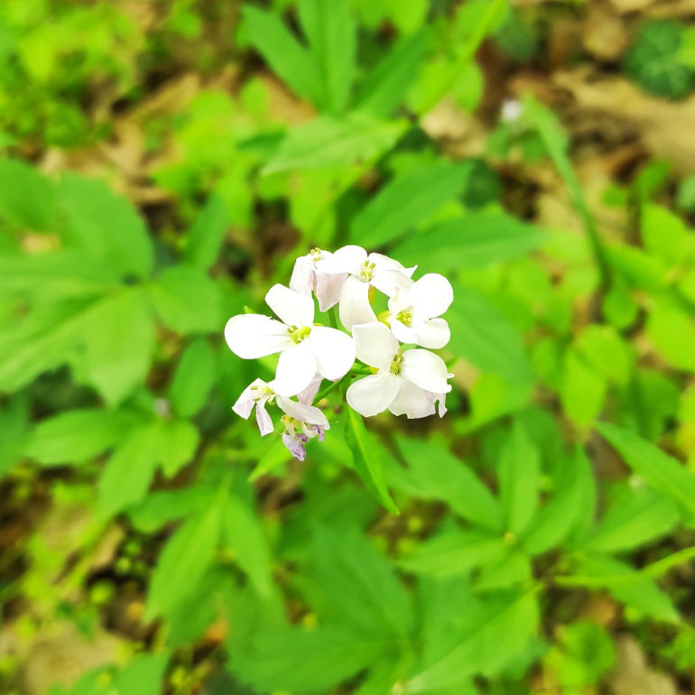 KONOPLJIKA ILI BRADAVIcAK