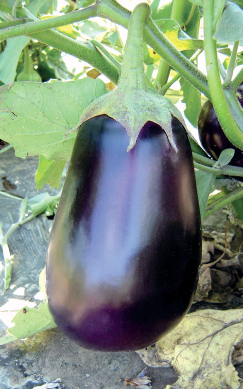 plavi patlidzan na stabljici