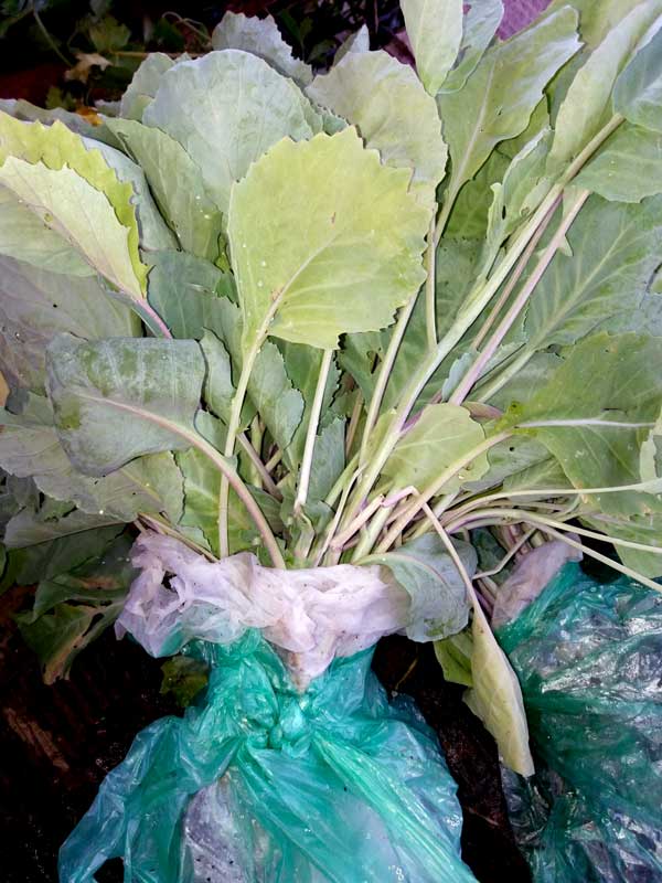 Kupus Rasad (Čupani): Kvalitetne sorte za Vašu baštu 2 rasad rebrastog kupusa