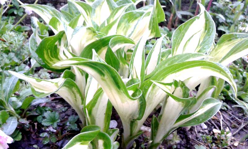 HOSTA (Green Gold) SADNICE 1 HOSTA (Green Gold) SADNICE