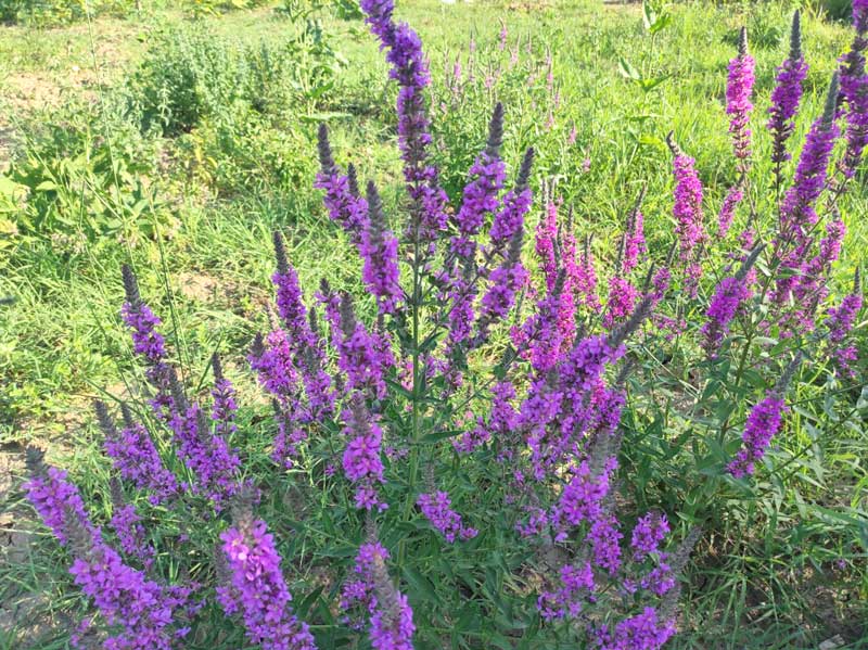 Potocnjak ili vrbica 2