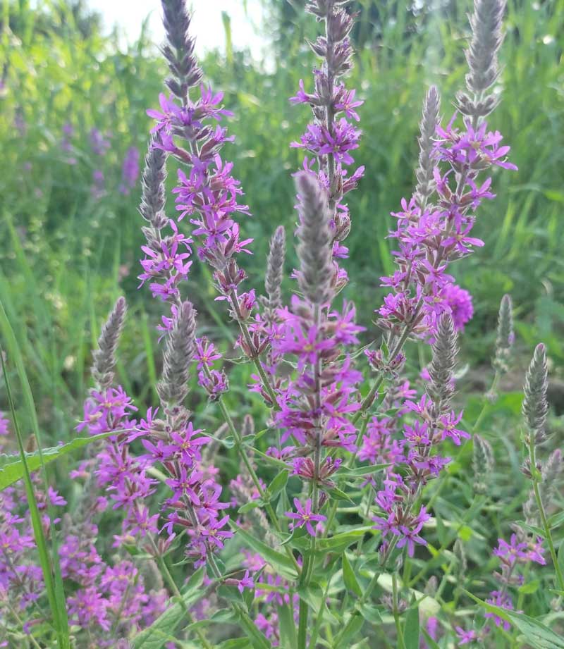 Potocnjak ili vrbica