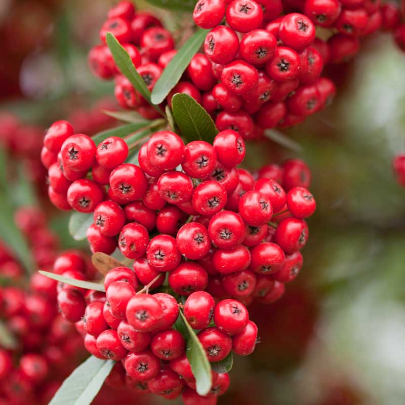 Pyracantha