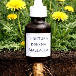 TINKTURA KORENA MASLAČKA – LEKOVITOST, NAČIN UPOTREBE I KONTRAINDIKACIJE