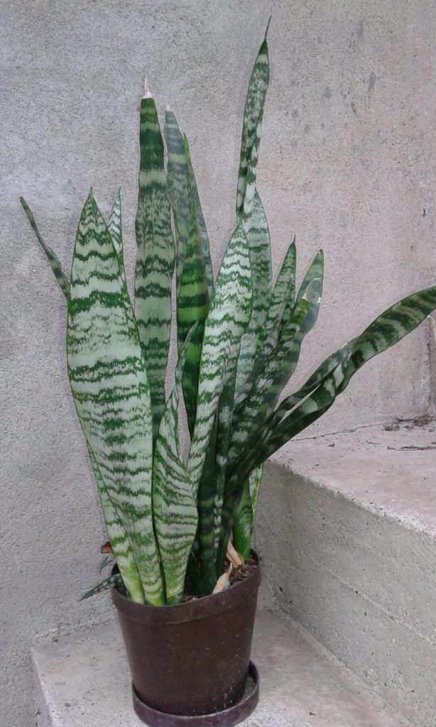 Sanseverija 2 1