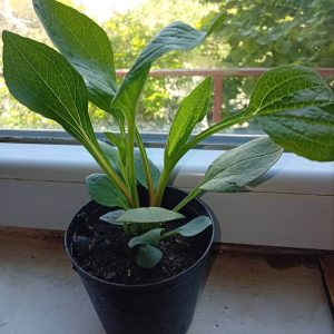 EHINACEA SADNICE