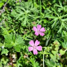 ZDRAVAC (GERANIUM) SADNICE