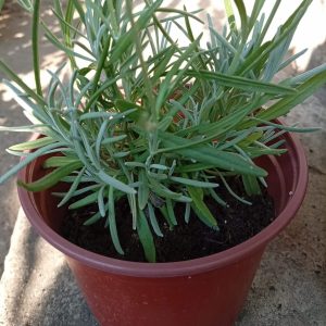 SADNICE LAVANDE - LAVANDA SADNICE